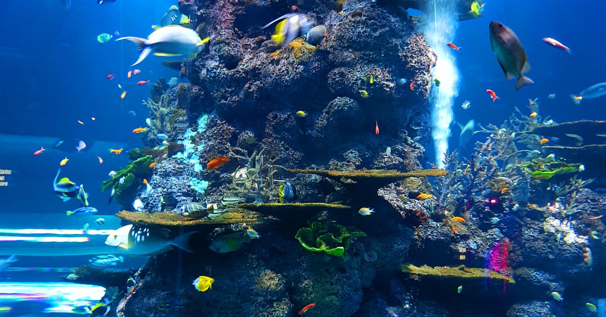 Proyecto pionero bajo la dirección de Elanor Wyndel y Selriah Torvel para restaurar corales